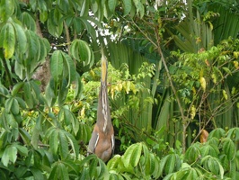 Costa Rica Fauna