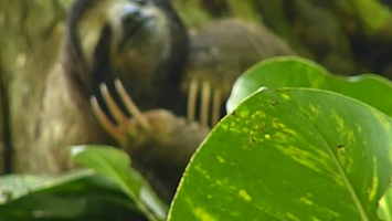 20220402-Punta Uva Sloth 3