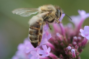 Biene an Blüte_12