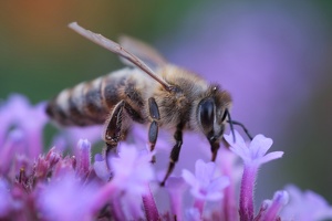 Biene an Blüte_13