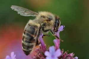 Biene an Blüte_14