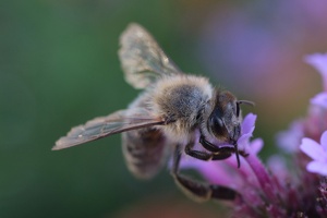 Biene an Blüte_15