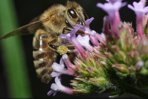 Biene an Blüte_1