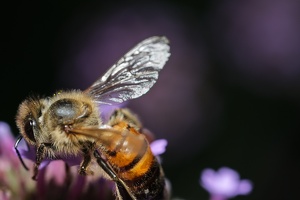 Biene an Blüte_2