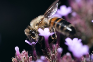 Biene an Blüte_3