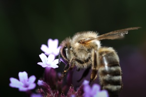 Biene an Blüte_4