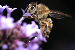 Biene an Blüte_5