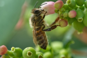 Biene an Blüte_6