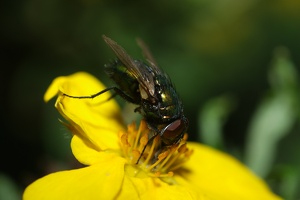 Fliege an Blüte_1