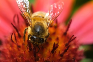 Biene an Blüte_11