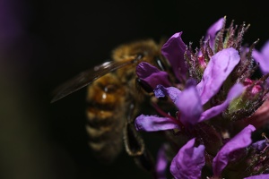 Biene an Blüte_11